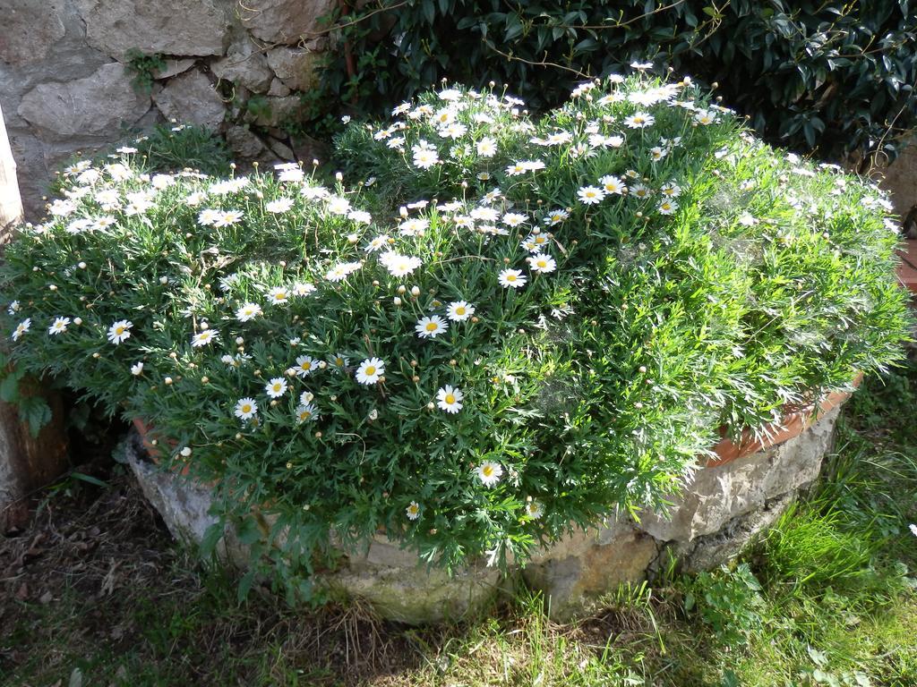 Giardino 21 Marzo Panzió Vico Equense Kültér fotó
